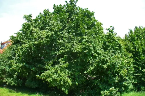 Cum se planteaza alunii? (VIDEO)