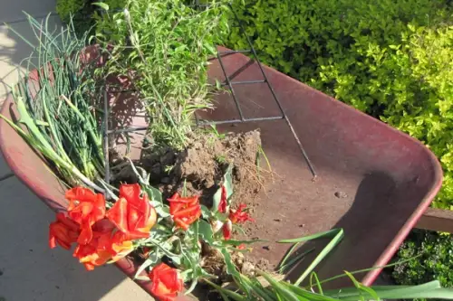 Cum mutam plantele din casa in gradina