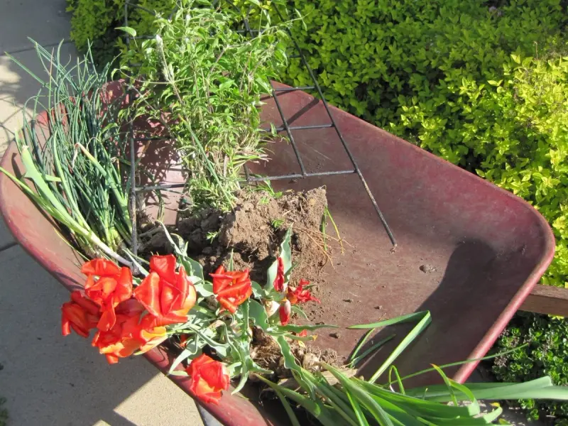 Cum mutam plantele din casa in gradina