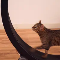 Inventia uimitoare pe care orice iubitor de pisici trebuie sa o aiba in casa