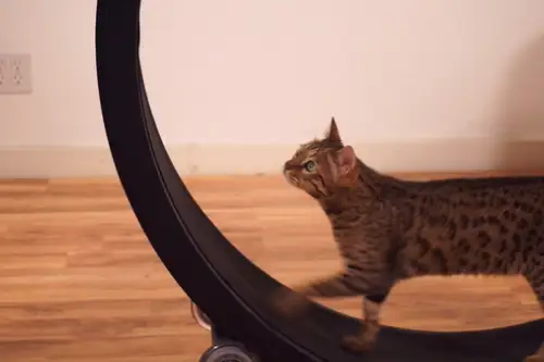 Inventia uimitoare pe care orice iubitor de pisici trebuie sa o aiba in casa