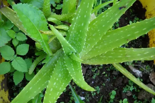 Cum se creste Aloe Vera?