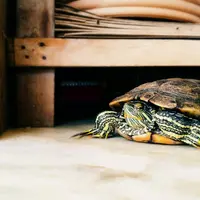 Animale de companie ușor de îngrijit la bloc în afară de câini și pisici