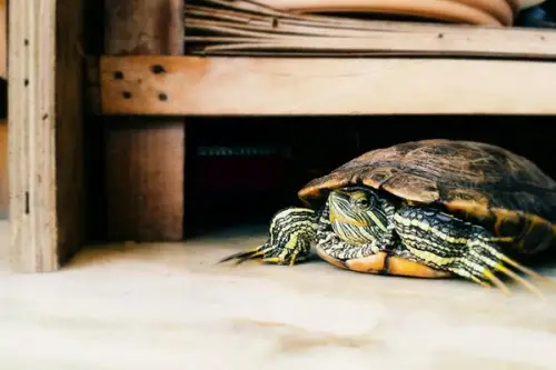 Animale de companie ușor de îngrijit la bloc în afară de câini și pisici