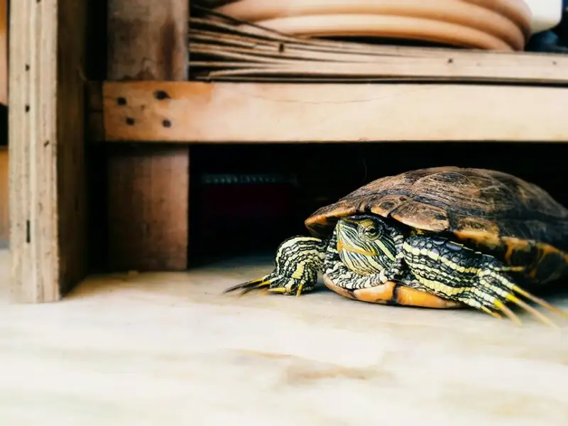 Animale de companie ușor de îngrijit la bloc în afară de câini și pisici