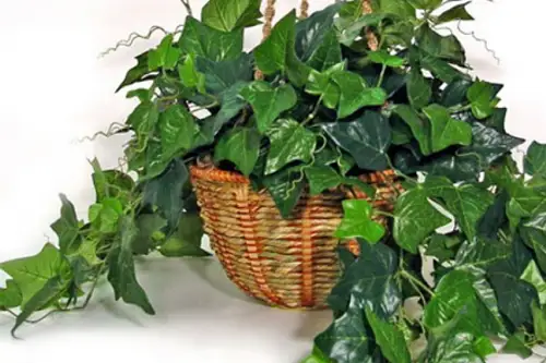 Plante vesnic verzi: iedera