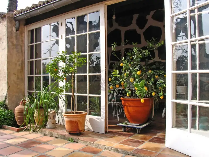 Cum sa plantezi un lamai din seminte – in 6 pasi