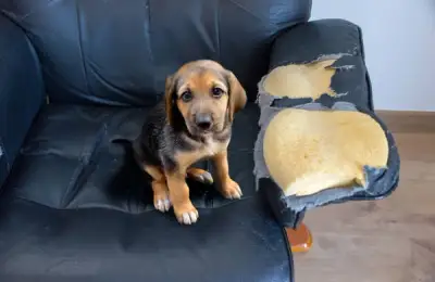 How to Always Have a Clean Home When You Have Pets