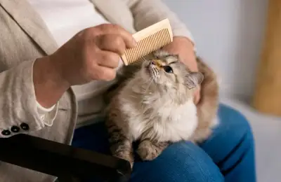 Effective Products and Tricks for Removing Hair and Odors from the Home