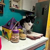 Miau Cafe: Paradisul iubitorilor de pisici și cafea/ ciocolată caldă.