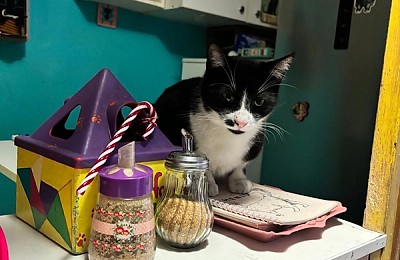 Miau Cafe: Paradisul iubitorilor de pisici și cafea/ ciocolată caldă.