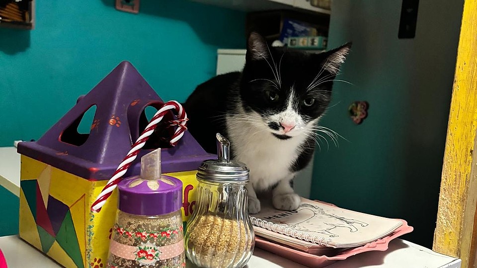 Miau Cafe: Paradisul iubitorilor de pisici și cafea/ ciocolată caldă.