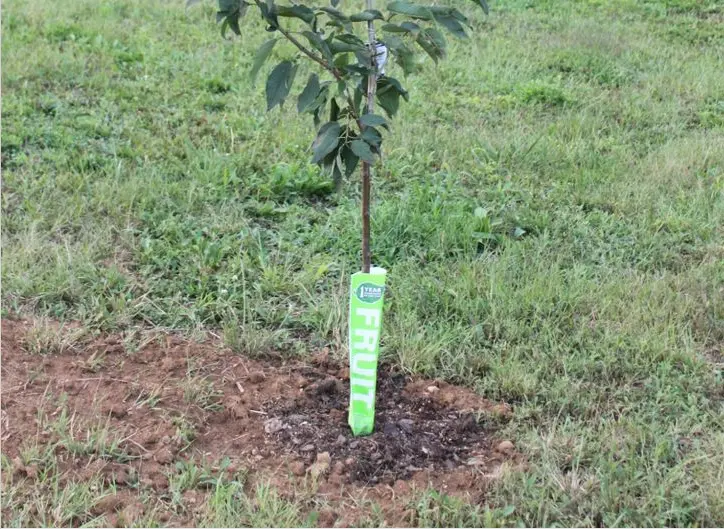 Plantarea de toamna a pomilor fructiferi – 8 sfaturi pentru plantari eficiente