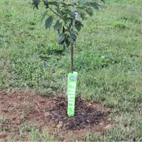 Plantarea de toamna a pomilor fructiferi – 8 sfaturi pentru plantari eficiente