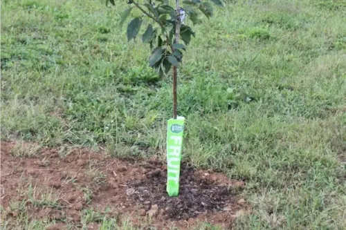 Plantarea de toamna a pomilor fructiferi – 8 sfaturi pentru plantari eficiente