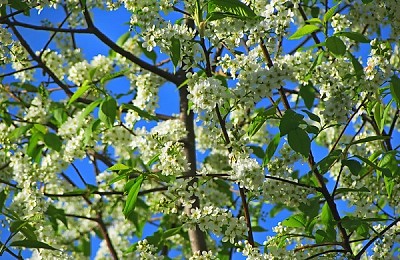 Prognoza meteo, 10 martie. Vreme predominant frumoasă, temperaturi în creștere în majoritatea regiunilor