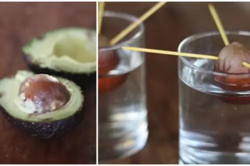 Cum sa cresti un pom de avocado de la stadiul de sambure? (VIDEO)