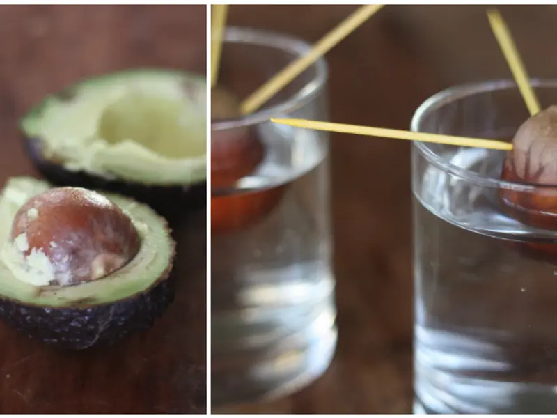 Cum sa cresti un pom de avocado de la stadiul de sambure? (VIDEO)