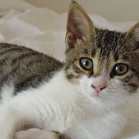 Love Fair – Târg caritabil pentru animale la București