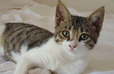 Love Fair – Târg caritabil pentru animale la București
