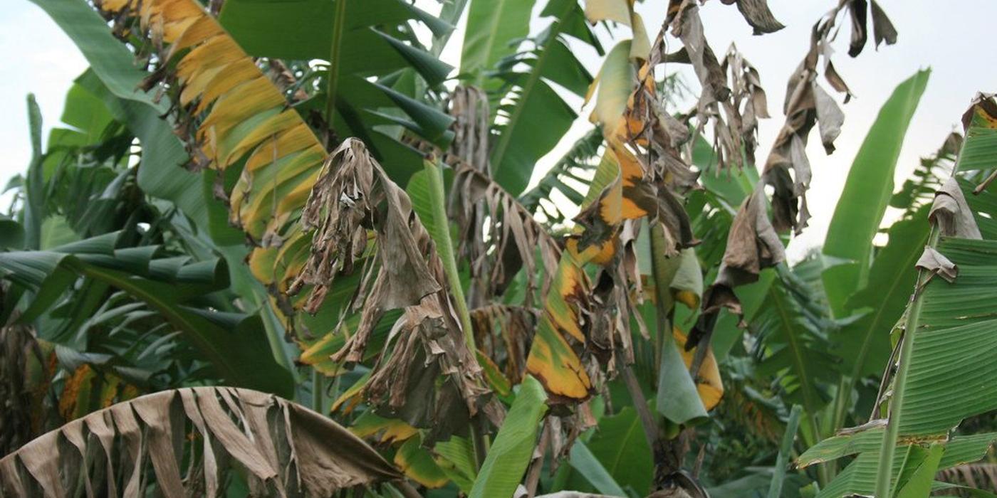 Ce sunt bananele Cavendish și de ce dispar?