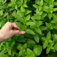 Cele mai bune plante aromatice pentru grădina ta: menta, busuiocul și cimbrul