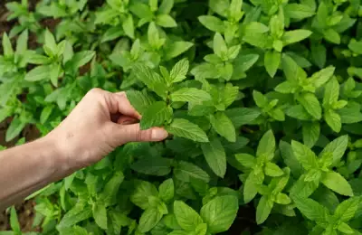 The Best Aromatic Plants for Your Garden: Mint, Basil, and Thyme
