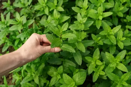 Cele mai bune plante aromatice pentru grădina ta: menta, busuiocul și cimbrul