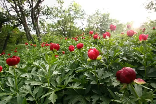 Cum se planteaza bujorii?
