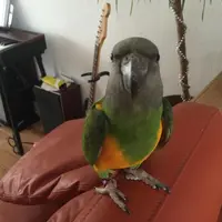 Cel mai potrivit animal de companie într-un apartament când nu știți ce să alegeți