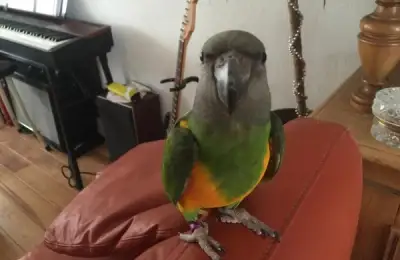 The Best Pet for an Apartment When You Don't Know What to Choose