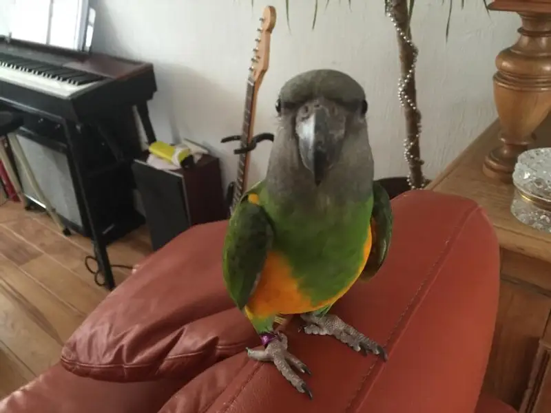 Cel mai potrivit animal de companie într-un apartament când nu știți ce să alegeți