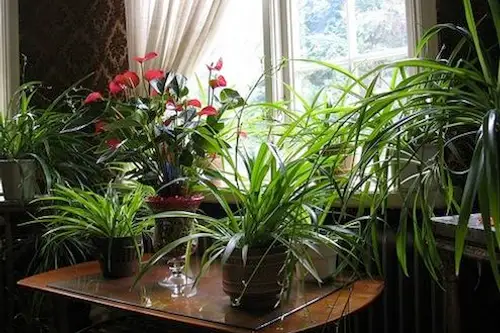 5 moduri prin care sa iti mentii plantele vii pe timp de iarna