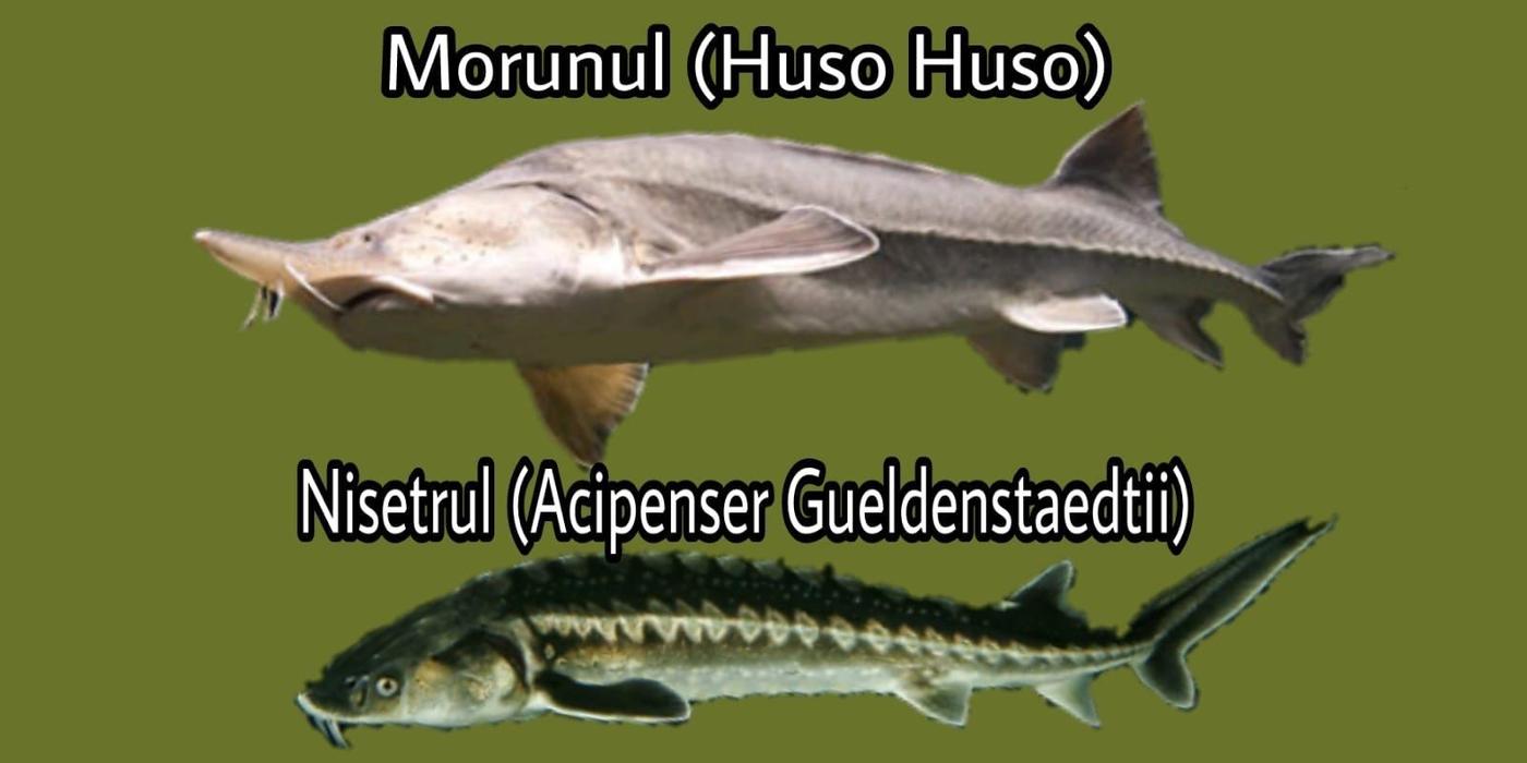 Garda de Mediu anunţă amenzi în valoare de 70.000 lei şi sesizare penală pentru doi agenţi economici care au “transformat”, pe factură, ”Nisetrul” în ”Morun”