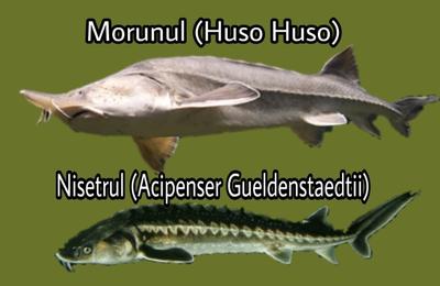 Garda de Mediu anunţă amenzi în valoare de 70.000 lei şi sesizare penală pentru doi agenţi economici care au “transformat”, pe factură, ”Nisetrul” în ”Morun”