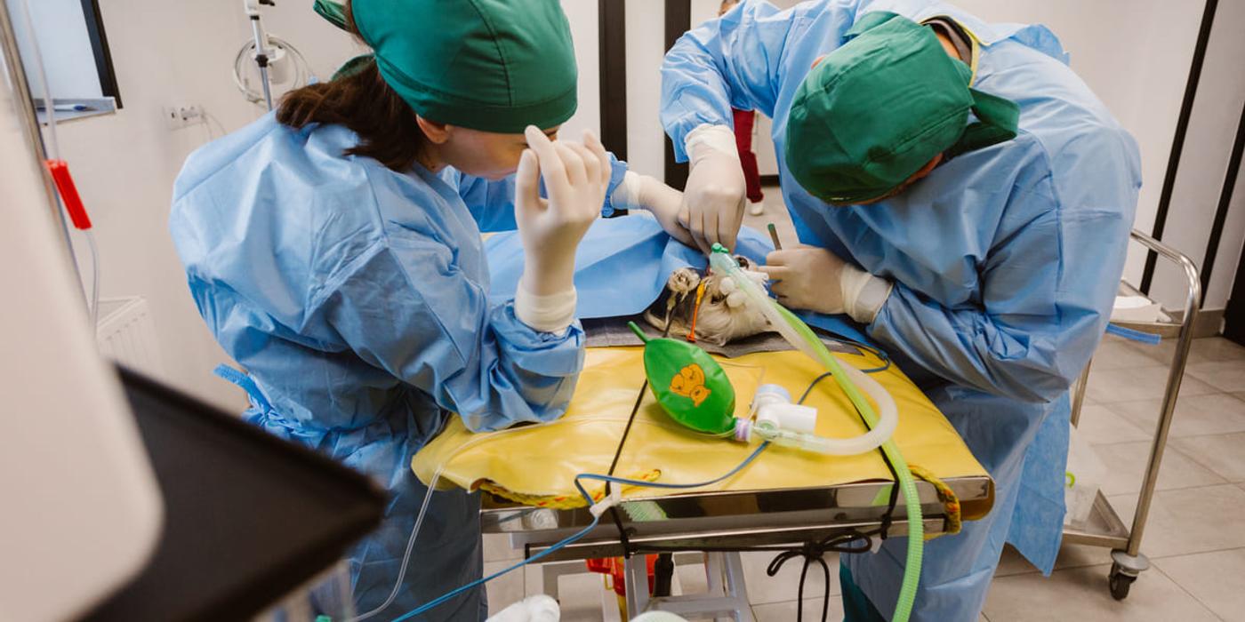 Animalele tale merită cea mai bună îngrijire: beneficiile chirurgiei minim invazive la PartnerVet