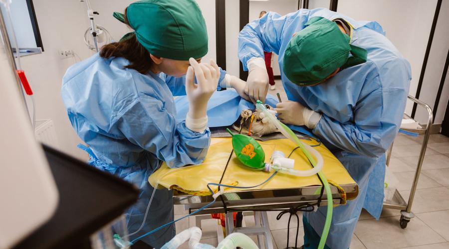 Animalele tale merită cea mai bună îngrijire: beneficiile chirurgiei minim invazive la PartnerVet