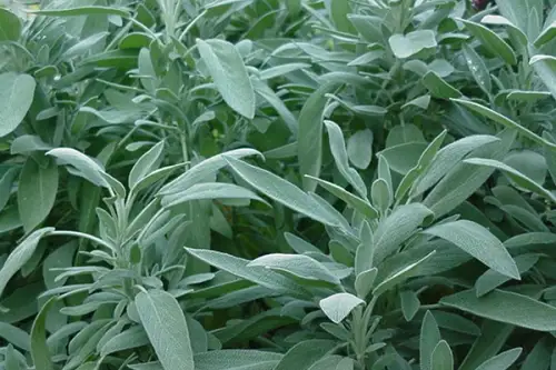 Salvia, o planta cu multiple beneficii pentru sanatate