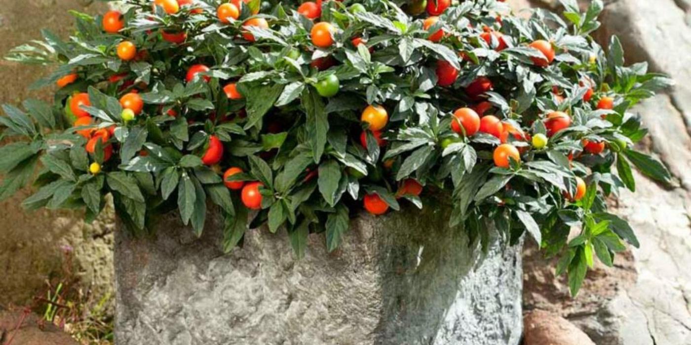 Cireșul de Crăciun, o plantă decorativă de iarnă