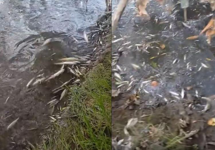 Incident de poluare, în acest weekend pe râul Someșul Mic, în zona Emerson din Cluj-Napoca