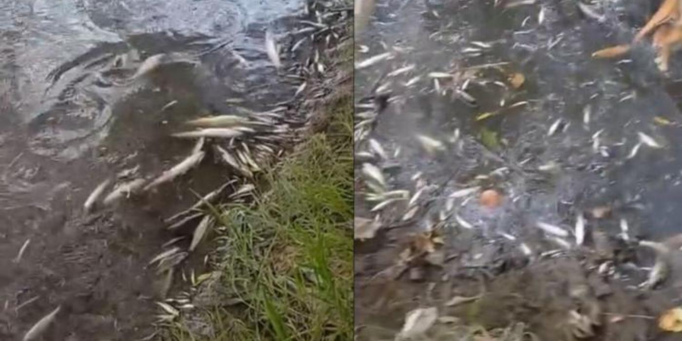 Incident de poluare, în acest weekend pe râul Someșul Mic, în zona Emerson din Cluj-Napoca