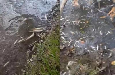 Incident de poluare, în acest weekend pe râul Someșul Mic, în zona Emerson din Cluj-Napoca