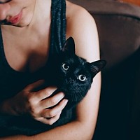 Ziua pisicilor Negre la Muzeul Antipa: O sărbătoare a eleganței felinelor și un apel la adopție