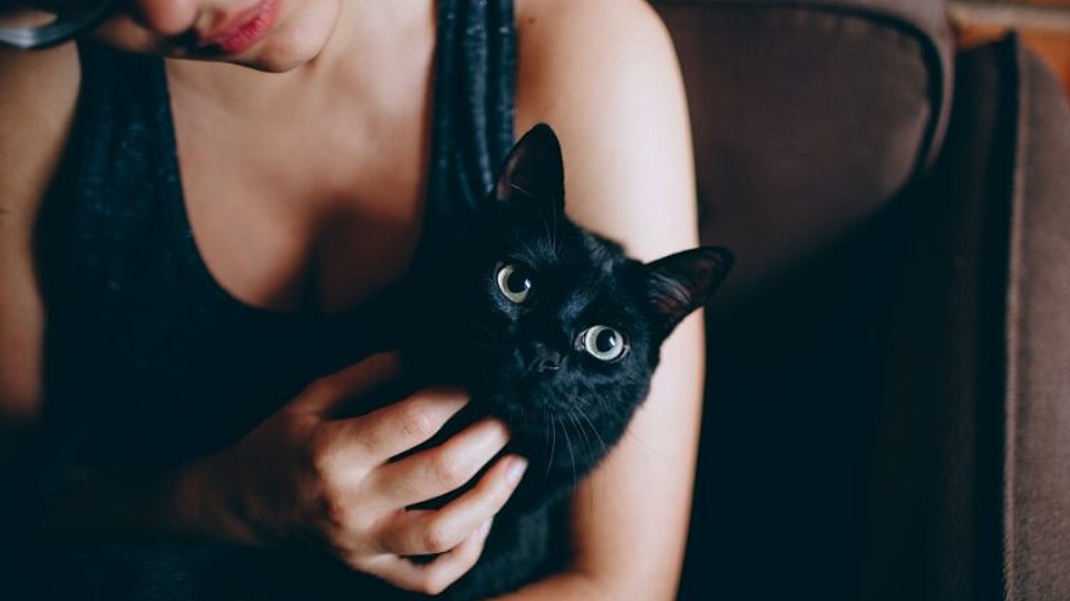 Ziua pisicilor Negre la Muzeul Antipa: O sărbătoare a eleganței felinelor și un apel la adopție