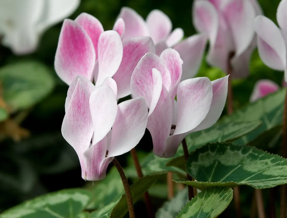 Cum se planteaza ciclamele (Cyclamen)?