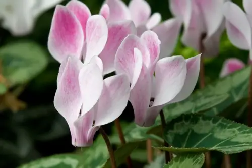 Cum se planteaza ciclamele (Cyclamen)?