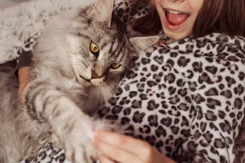 Beneficiile de a avea o pisică în apartament