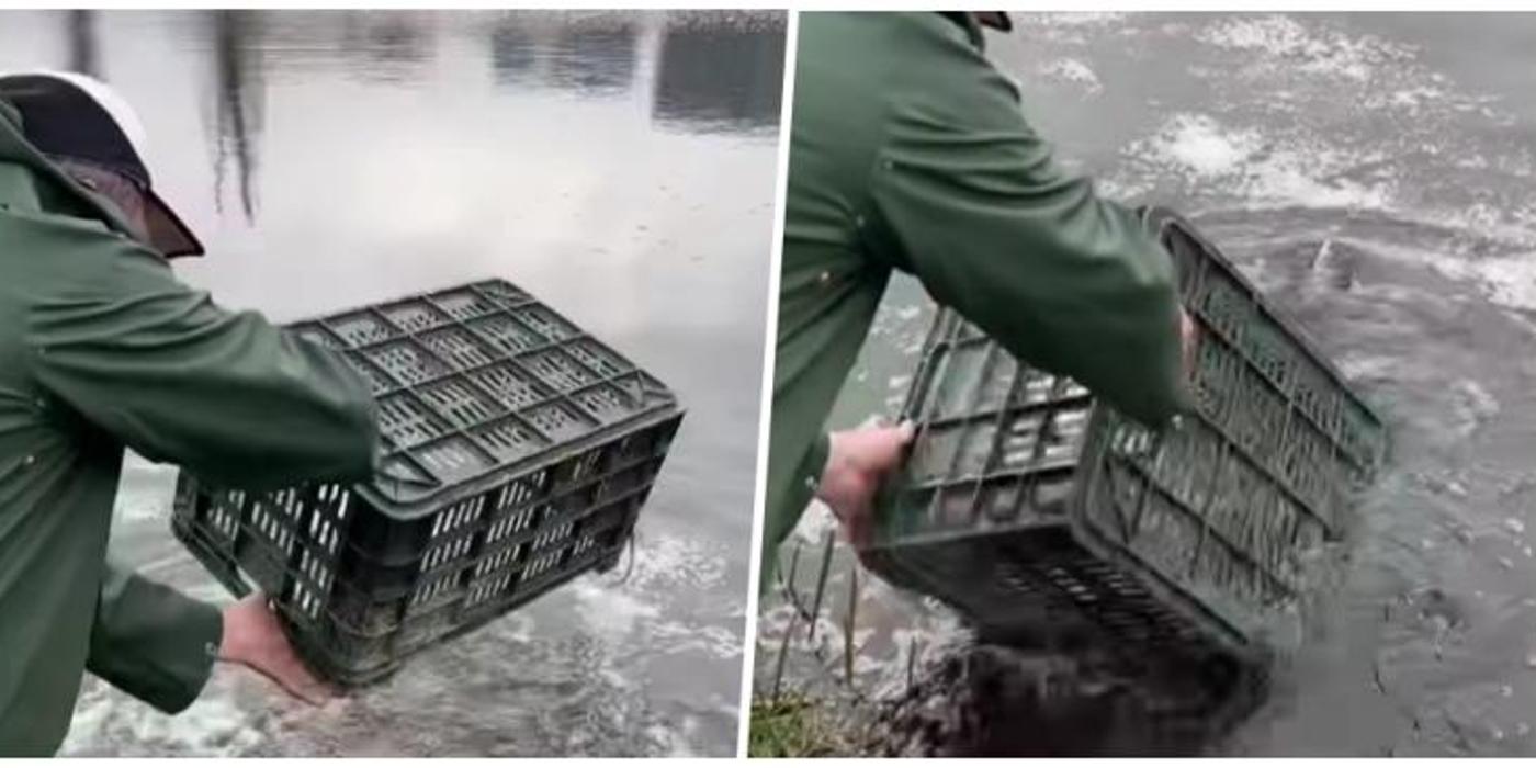 Lacurile din Gheorgheni au fost populate luni cu peste 1,1 tone de carași. Se dorește păstrarea ecosistemului din aceste lacuri la un nivel cât mai bun