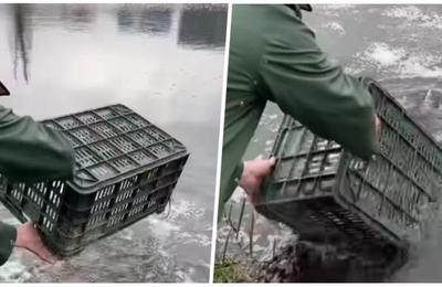 Lacurile din Gheorgheni au fost populate luni cu peste 1,1 tone de carași. Se dorește păstrarea ecosistemului din aceste lacuri la un nivel cât mai bun