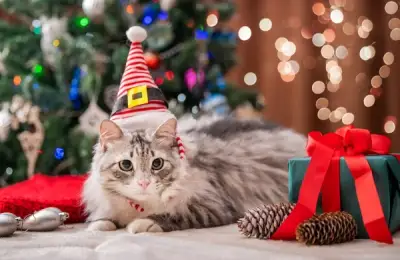 How to Decorate Your Home for the Holidays If You Have a Cat